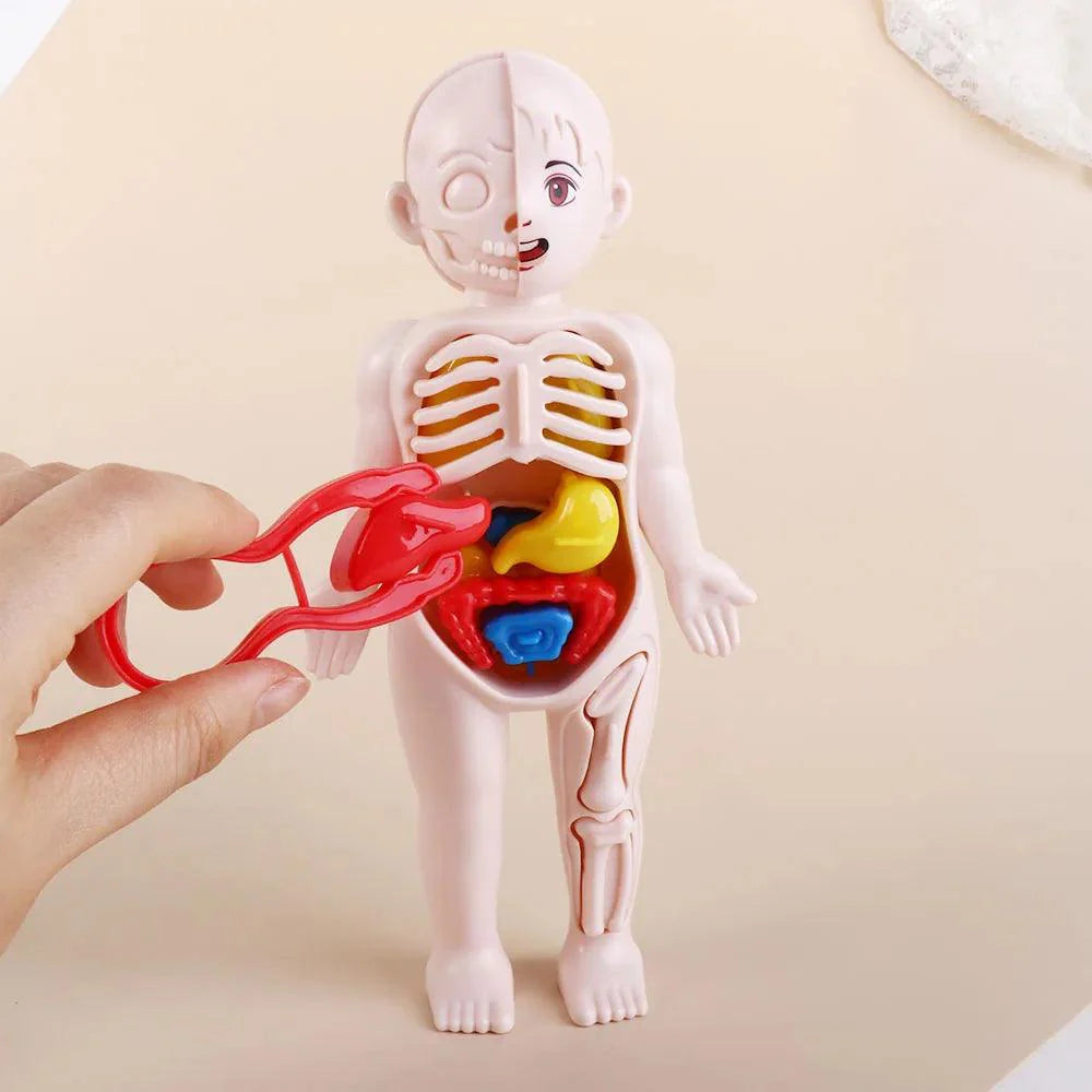 DIY Human Body Organ Model