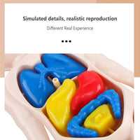 DIY Human Body Organ Model