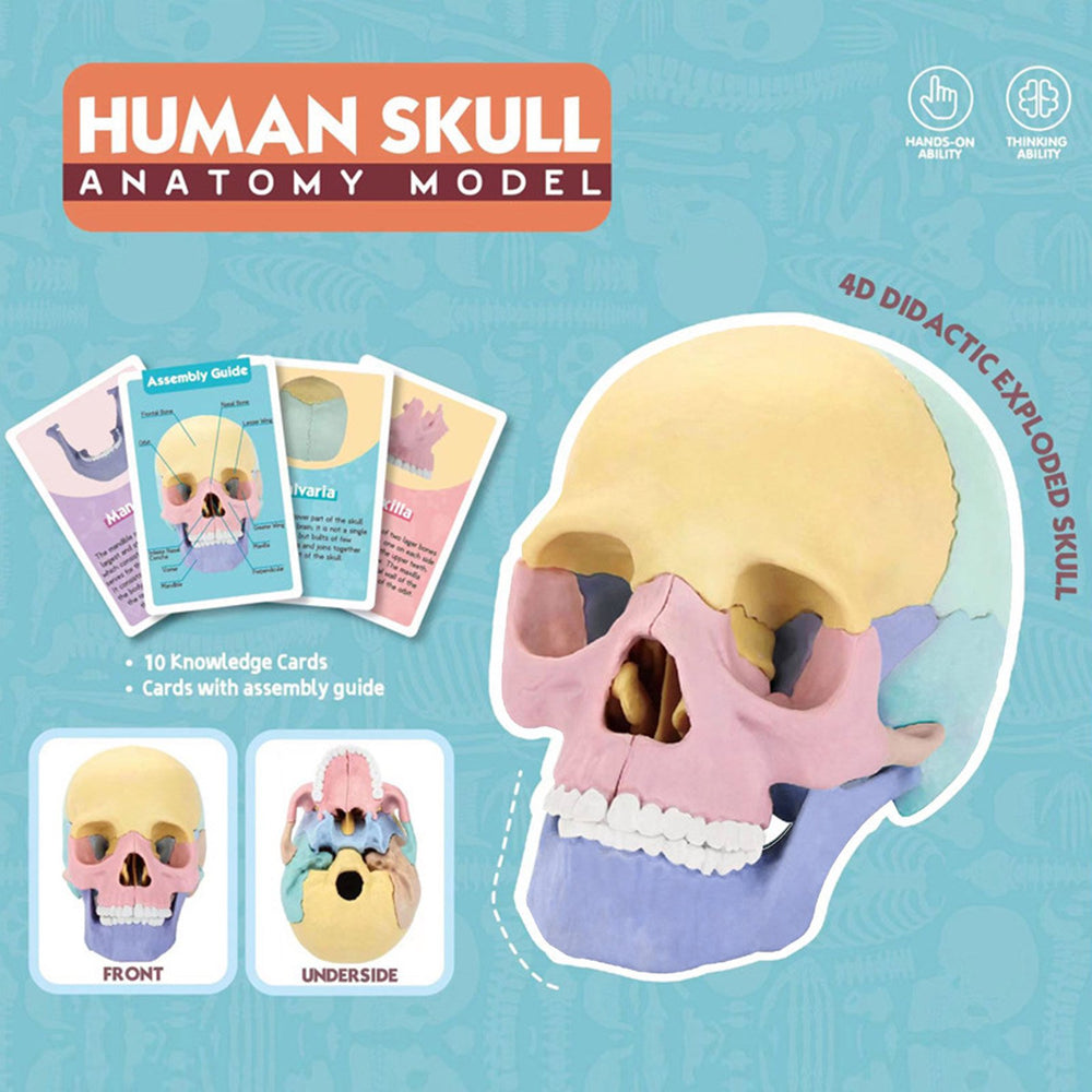 1:2 DIY Human Skull Anatomy Model