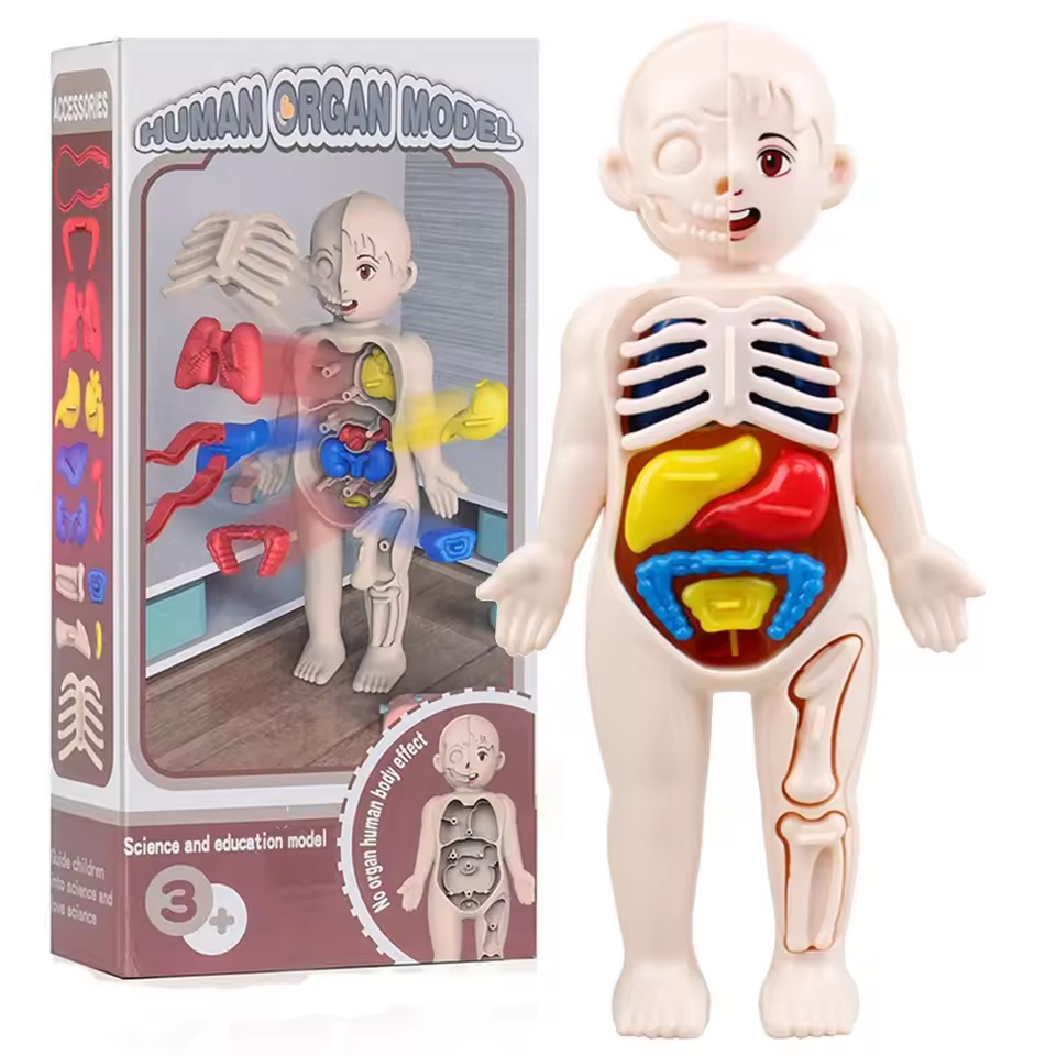 DIY Human Body Organ Model