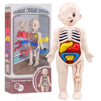 DIY Human Body Organ Model