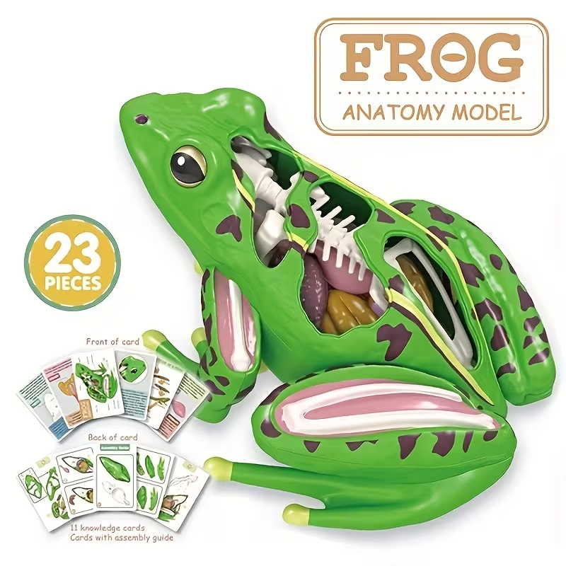 23Pcs DIY Frog Anatomy Model