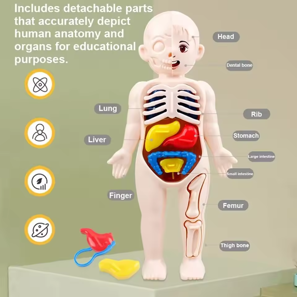 DIY Human Body Organ Model