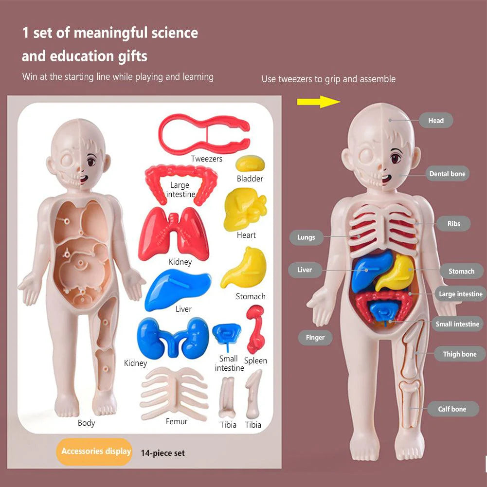 DIY Human Body Organ Model