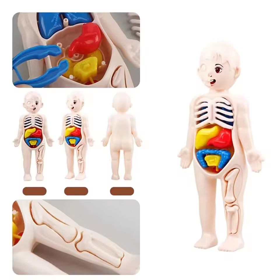 DIY Human Body Organ Model