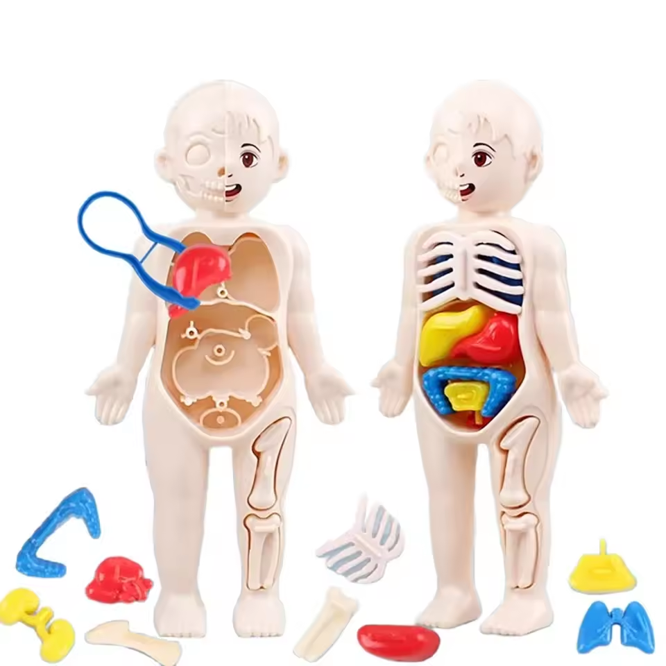 DIY Human Body Organ Model