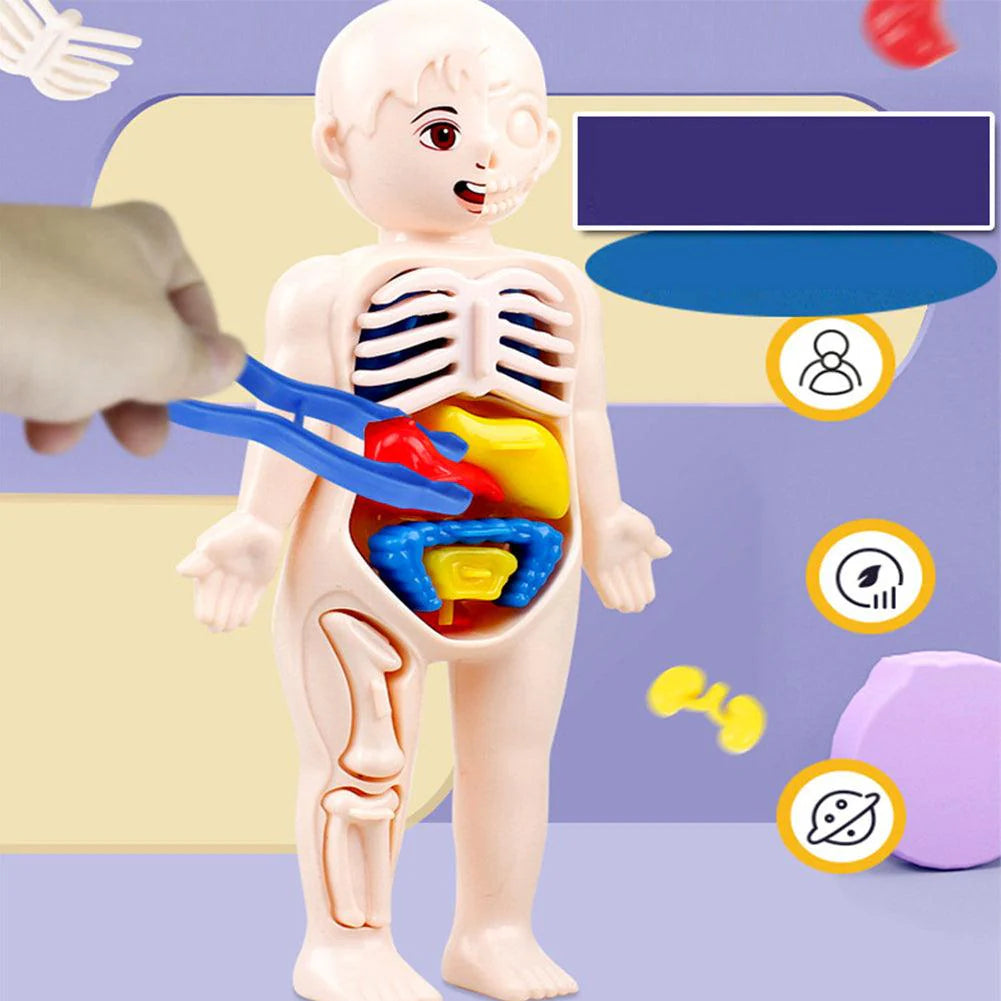 DIY Human Body Organ Model