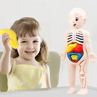 DIY Human Body Organ Model