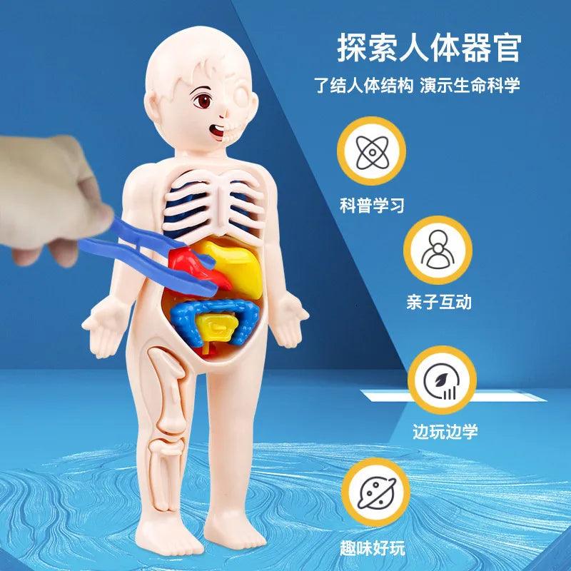 DIY Human Body Organ Model