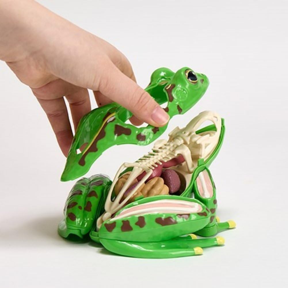 23Pcs DIY Frog Anatomy Model