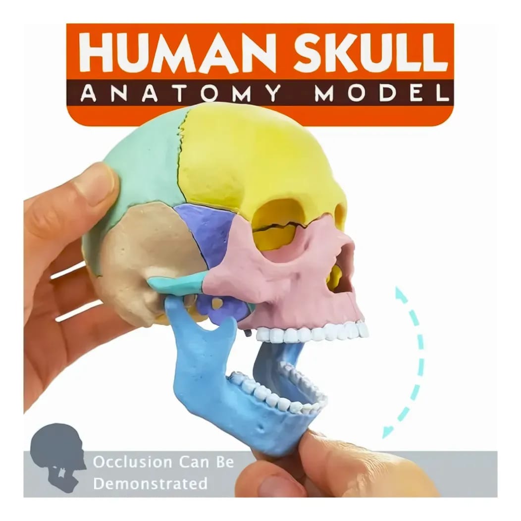 1:2 DIY Human Skull Anatomy Model
