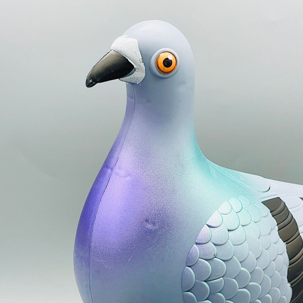 Egg Laying Crawling Pigeon