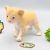 1Pc Premium Lion Cub Animal Figure Toy