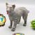 1Pc Premium Dog Animal Figure Toy